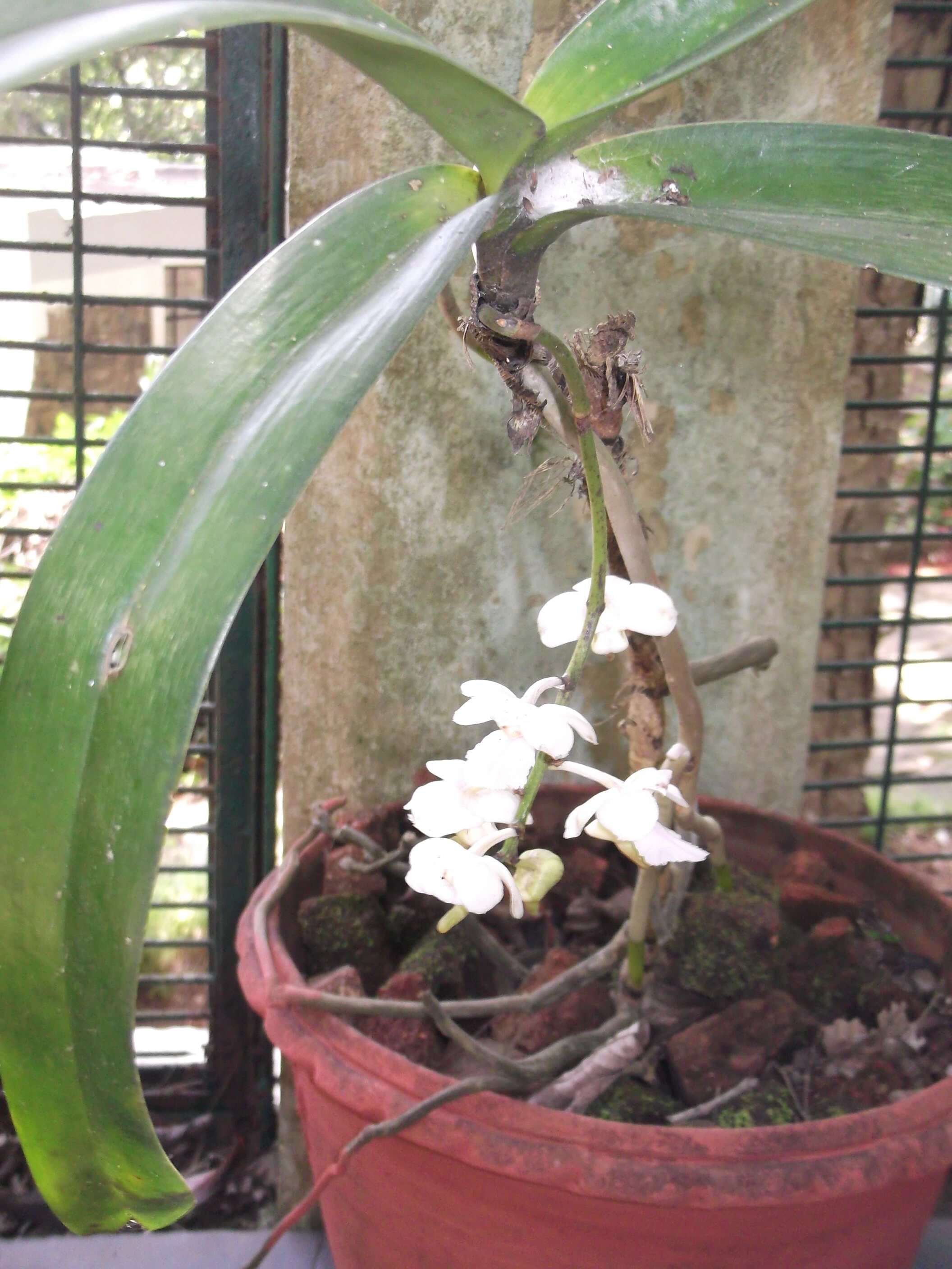 Image of Aerides crispa Lindl.