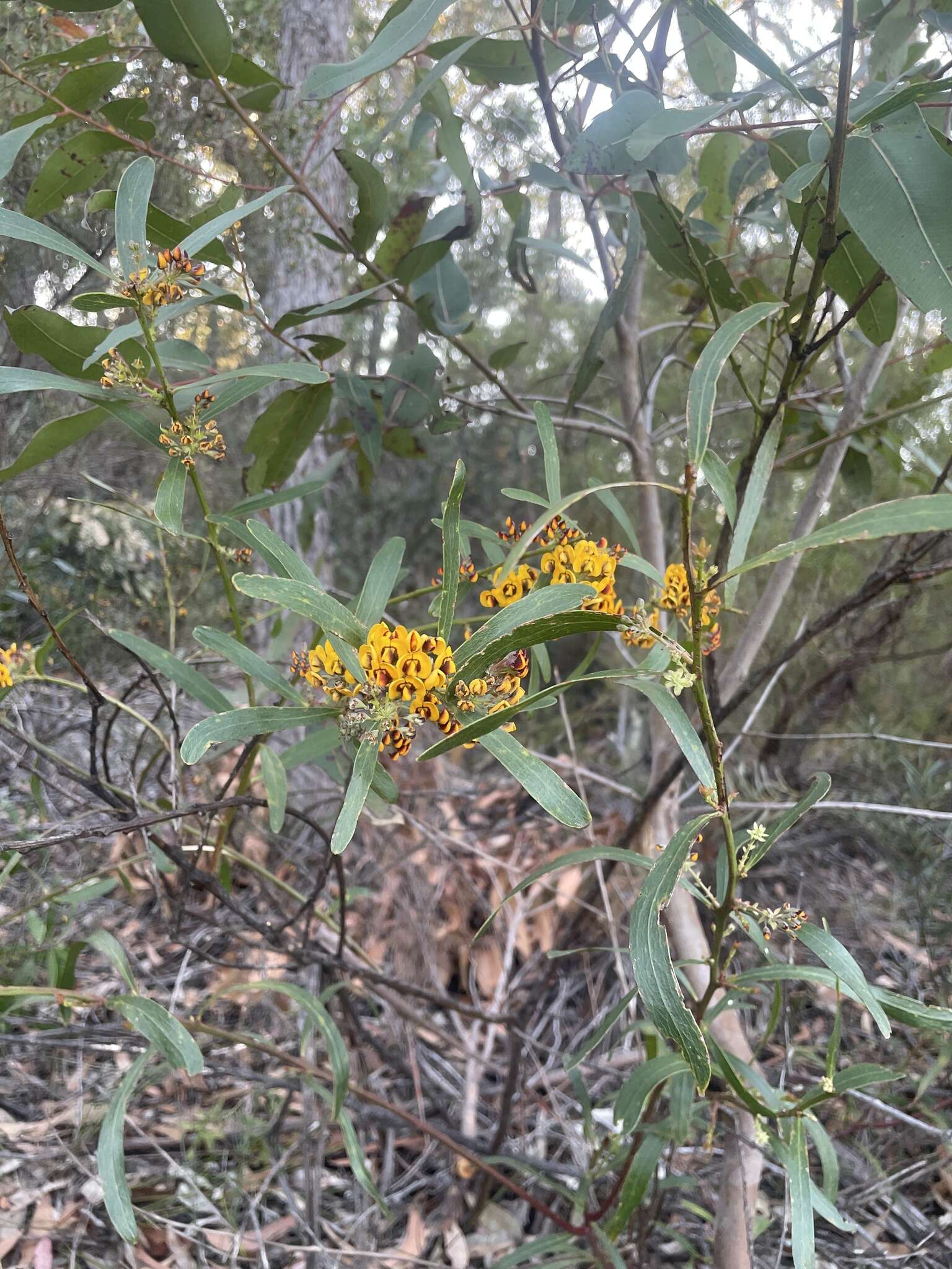 Imagem de Daviesia corymbosa Sm.