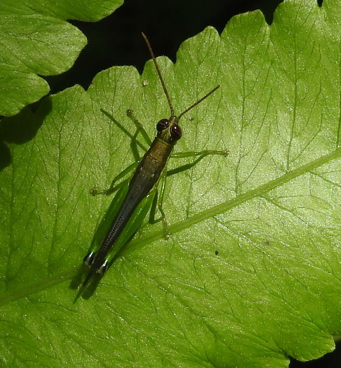 Image of Stenopola puncticeps (Stål 1861)