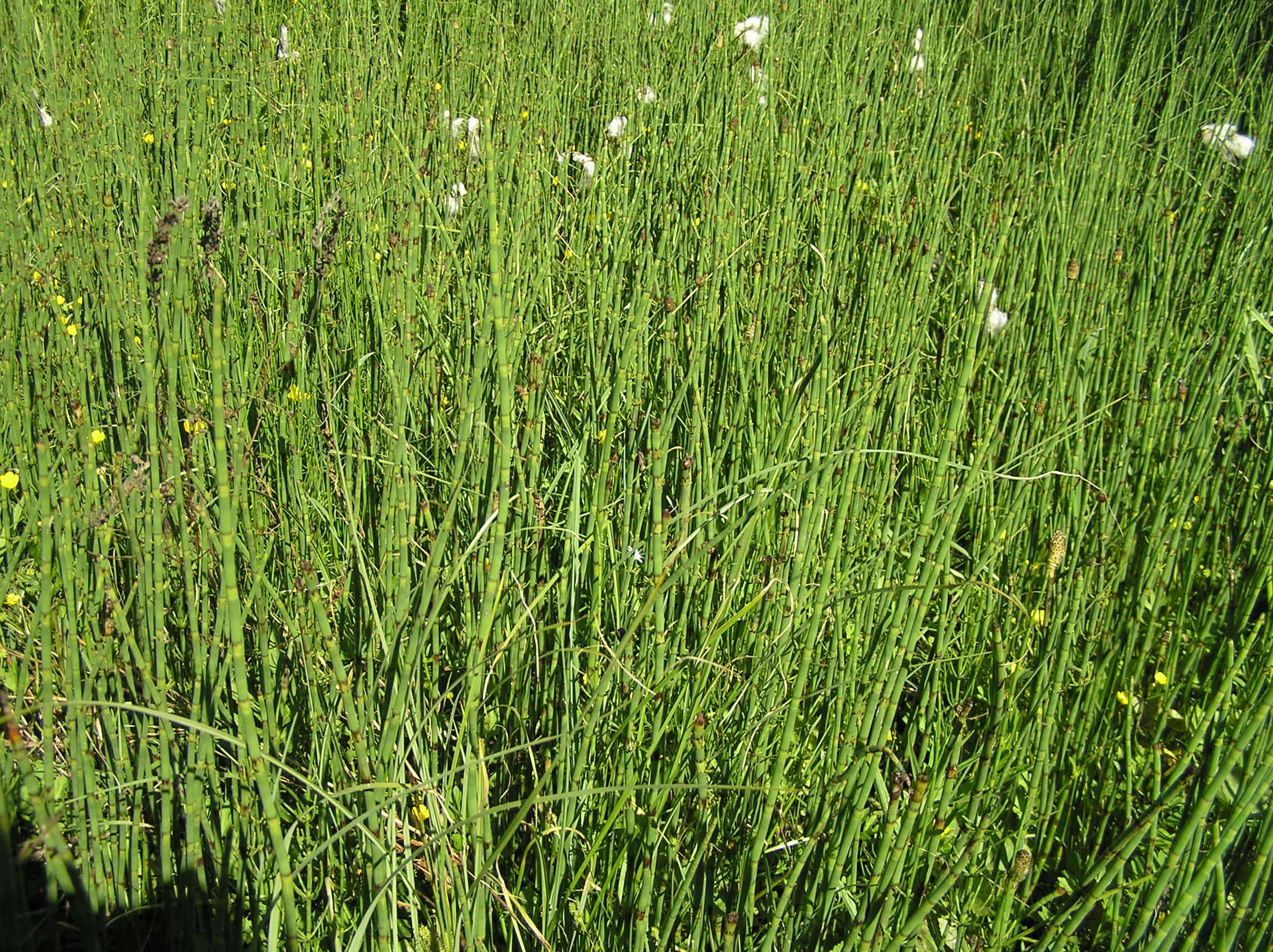 Image of Water Horsetail