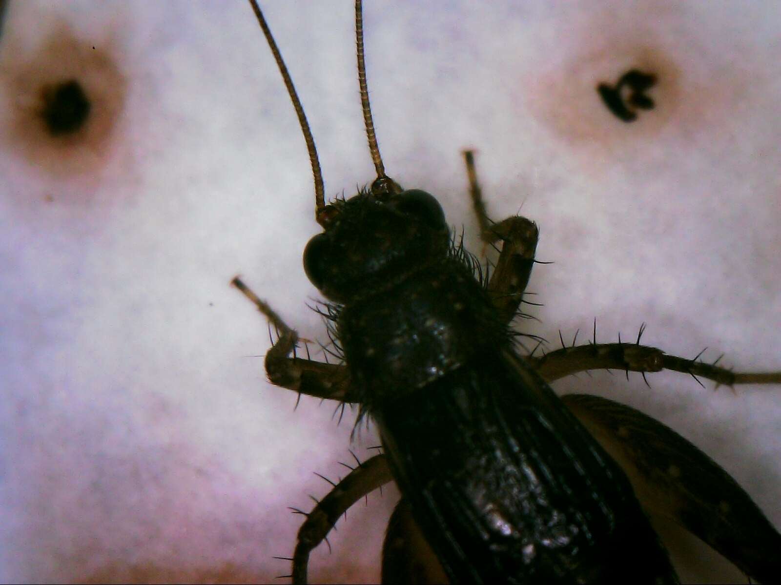 Image of Cuban Ground Cricket