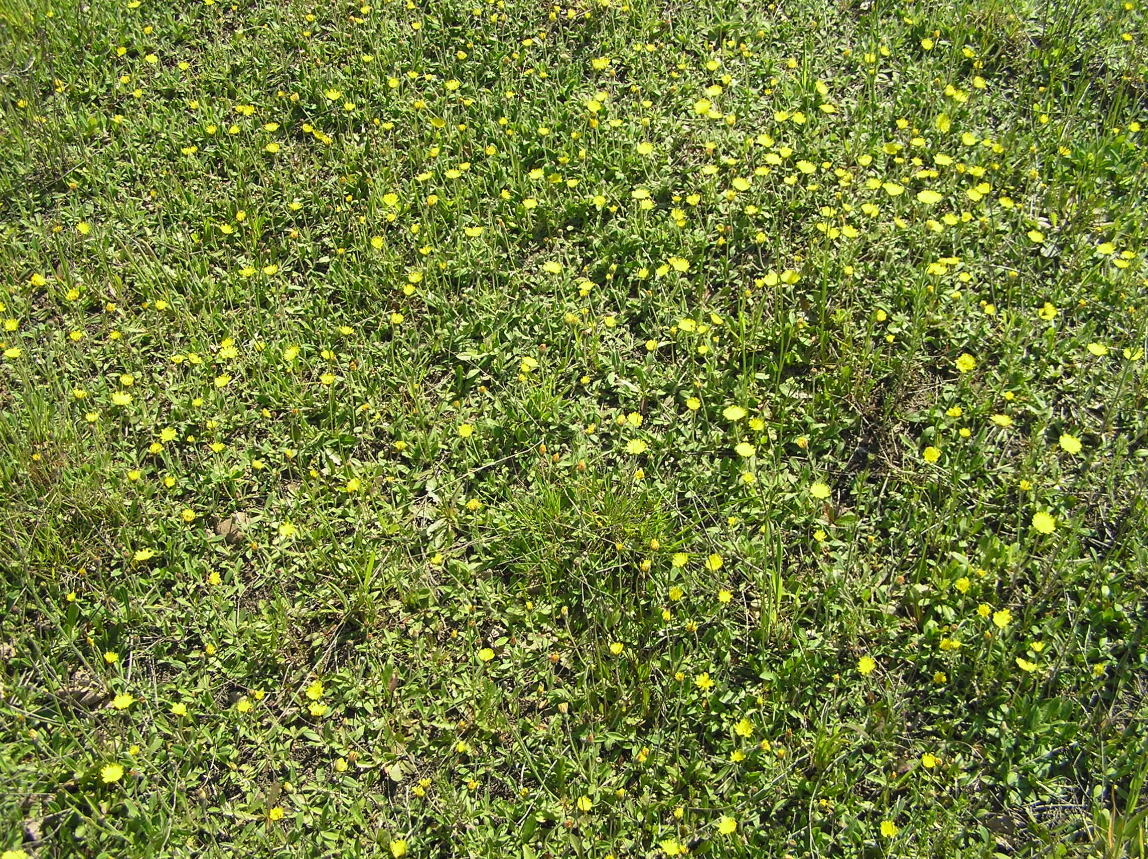 Image of Mouse-ear-hawkweed