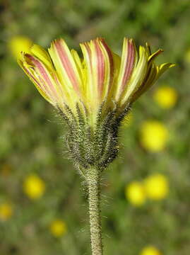 Image of Mouse-ear-hawkweed