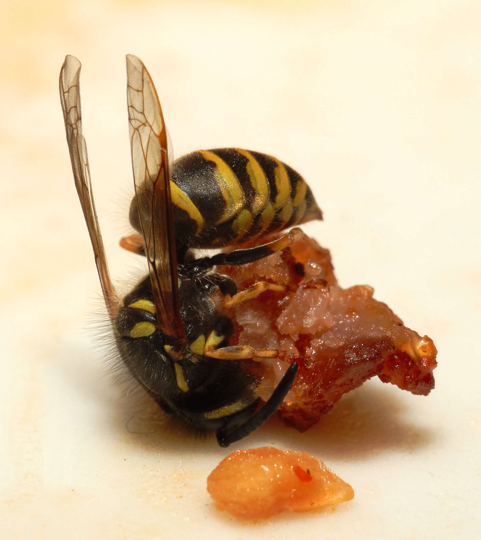 Image of Common wasp