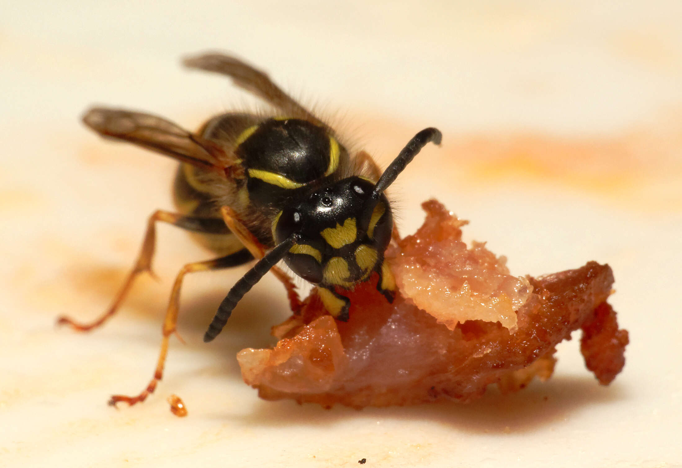 Image of Common wasp