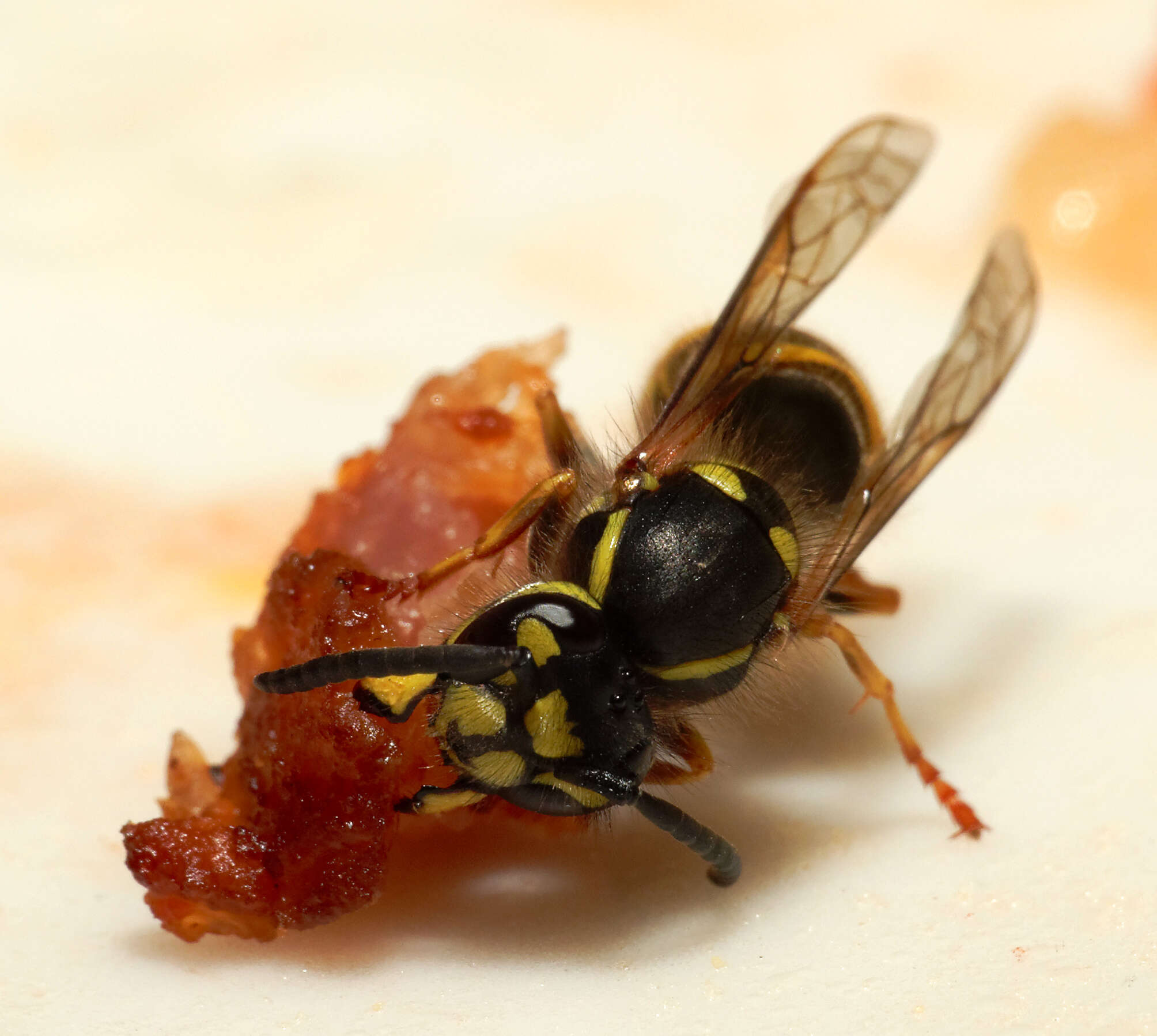 Image of Common wasp