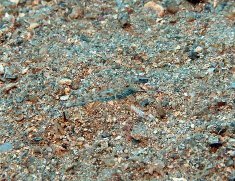 Image of Large-scaled goby