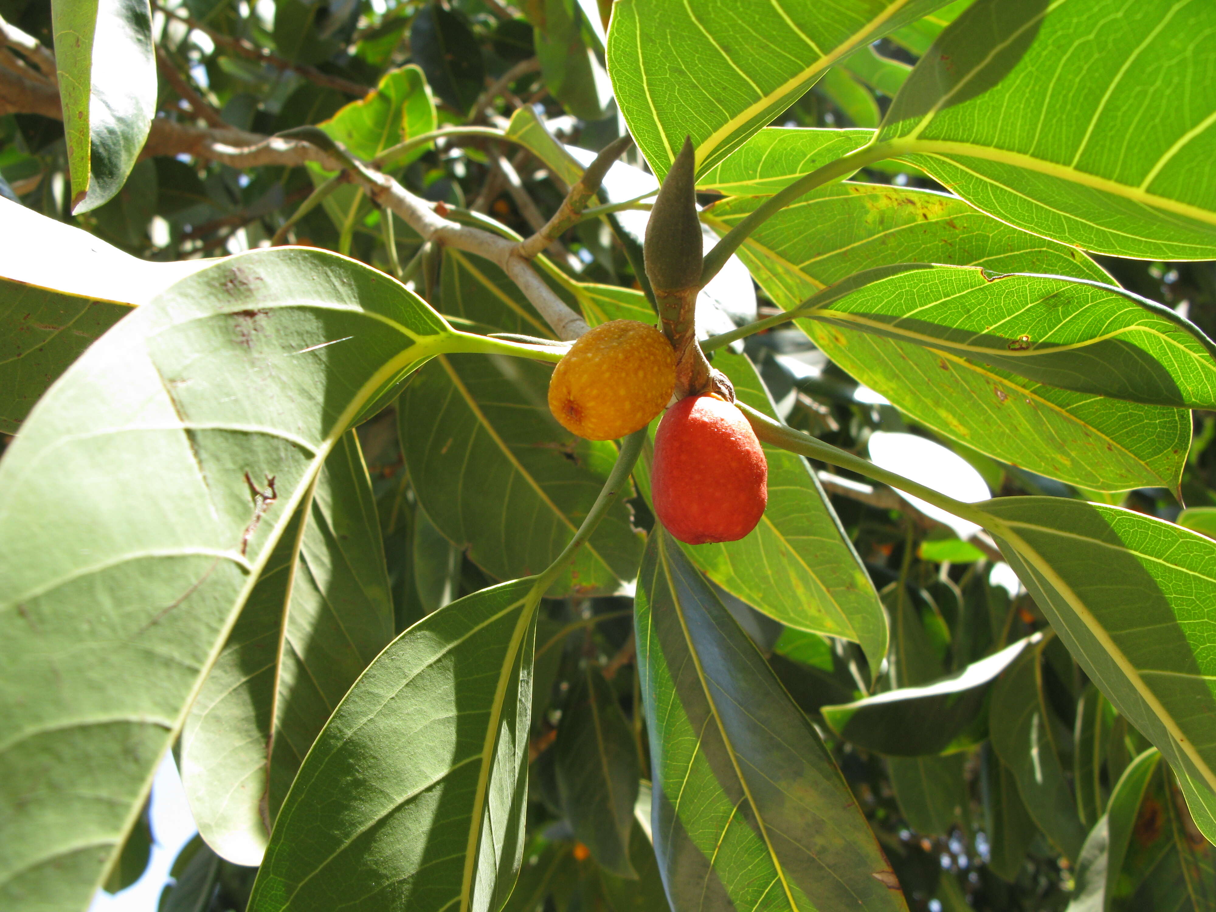 Ficus obliqua G. Forster的圖片