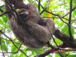 Image of Brown-throated Three-toed Sloth