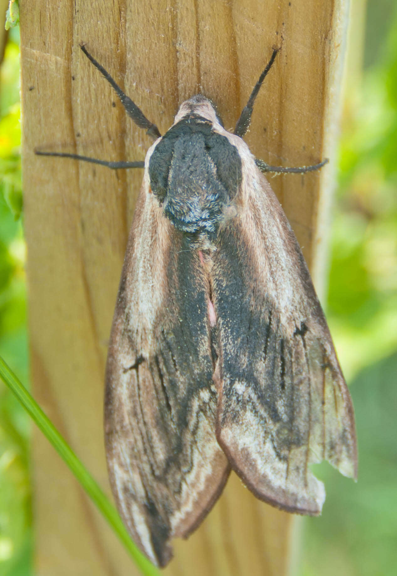 Image of privet hawk-moth