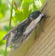 Image of privet hawk-moth