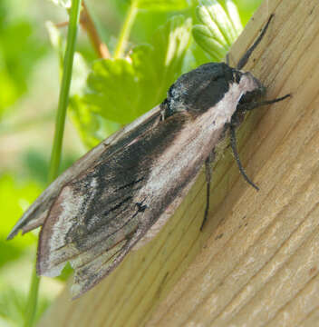 Image of privet hawk-moth