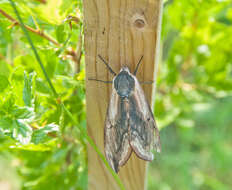 Image of privet hawk-moth