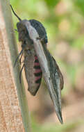 Image of privet hawk-moth