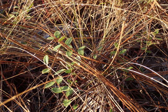 Image of creeping blueberry