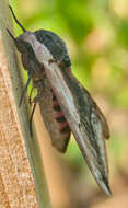 Image of privet hawk-moth