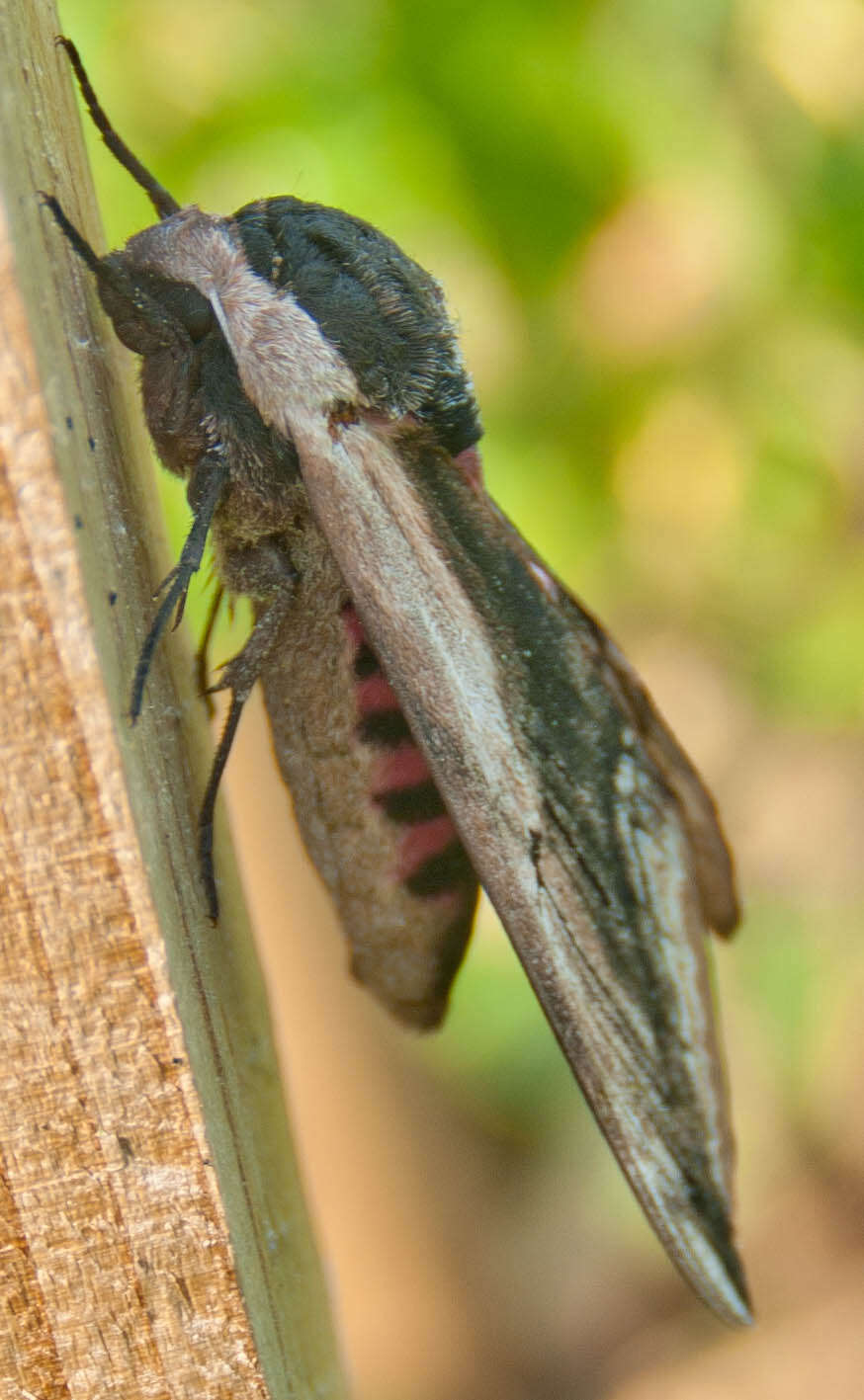 Image of privet hawk-moth