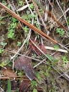 Imagem de Drosera brevifolia Pursh