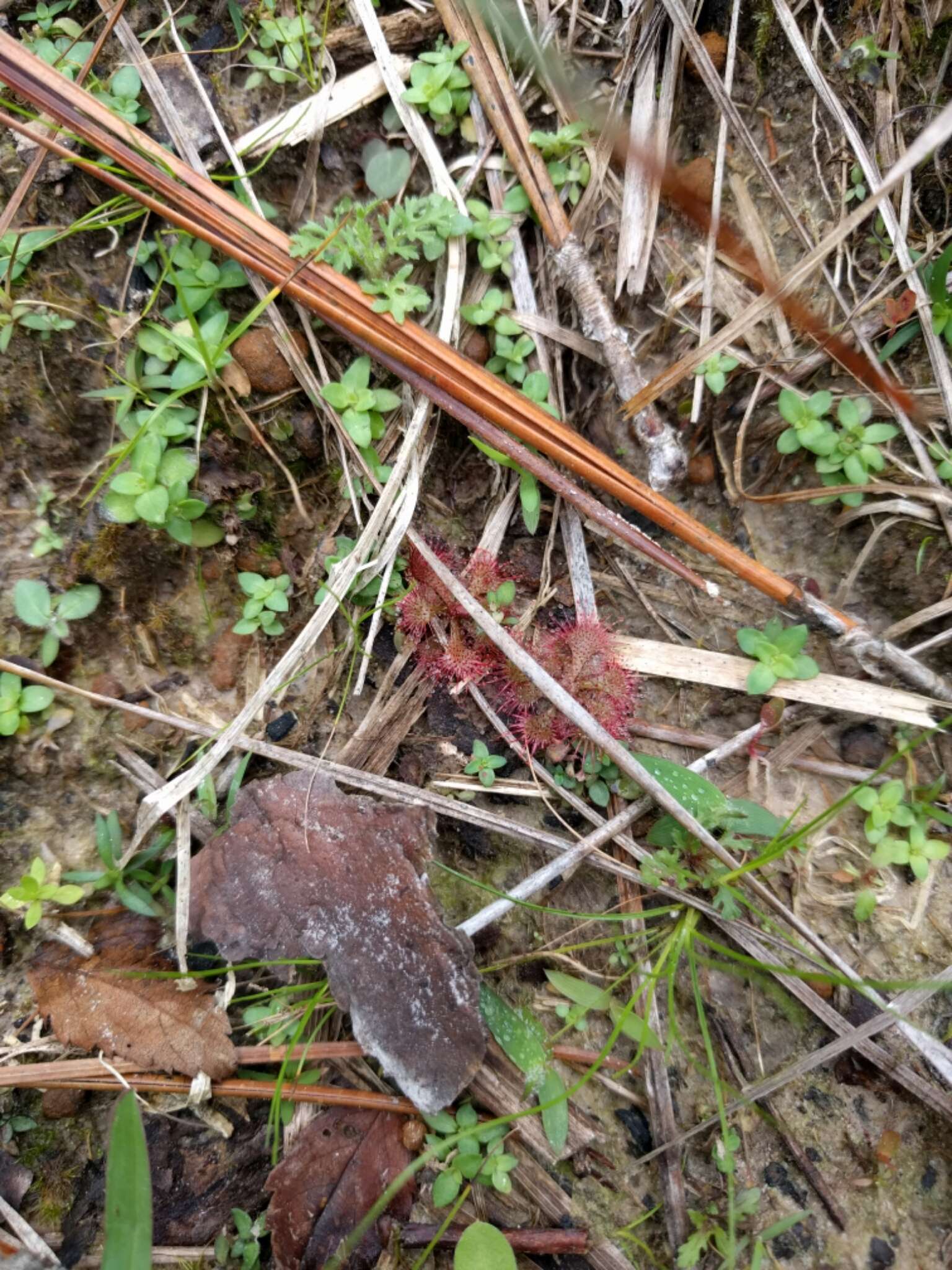 Imagem de Drosera brevifolia Pursh