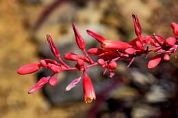 Image of redflower false yucca