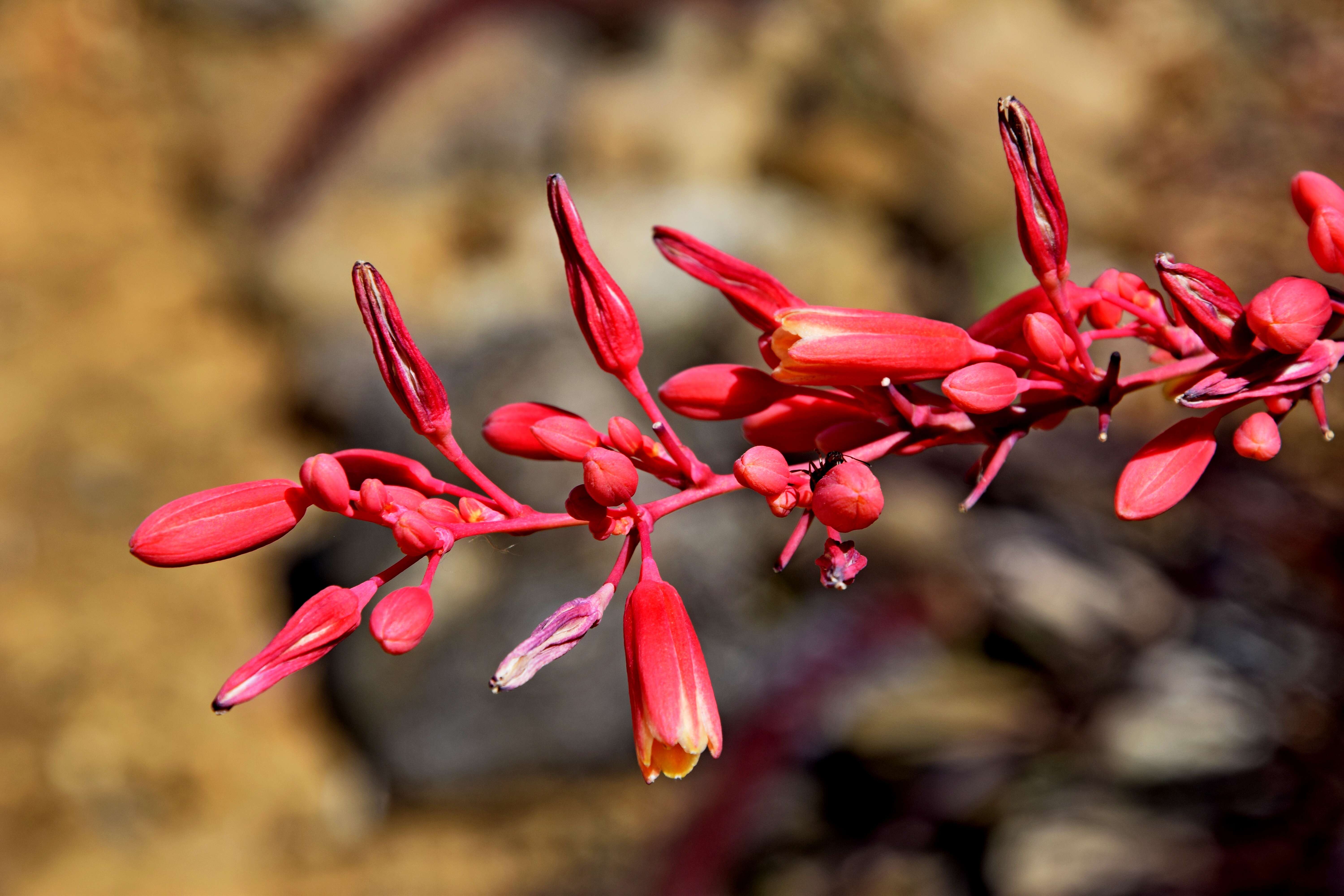 Image of redflower false yucca