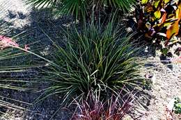 Image of redflower false yucca