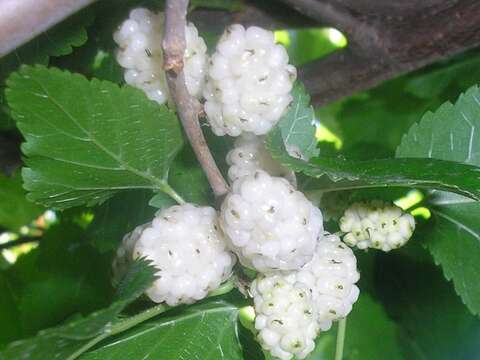 Image of white mulberry