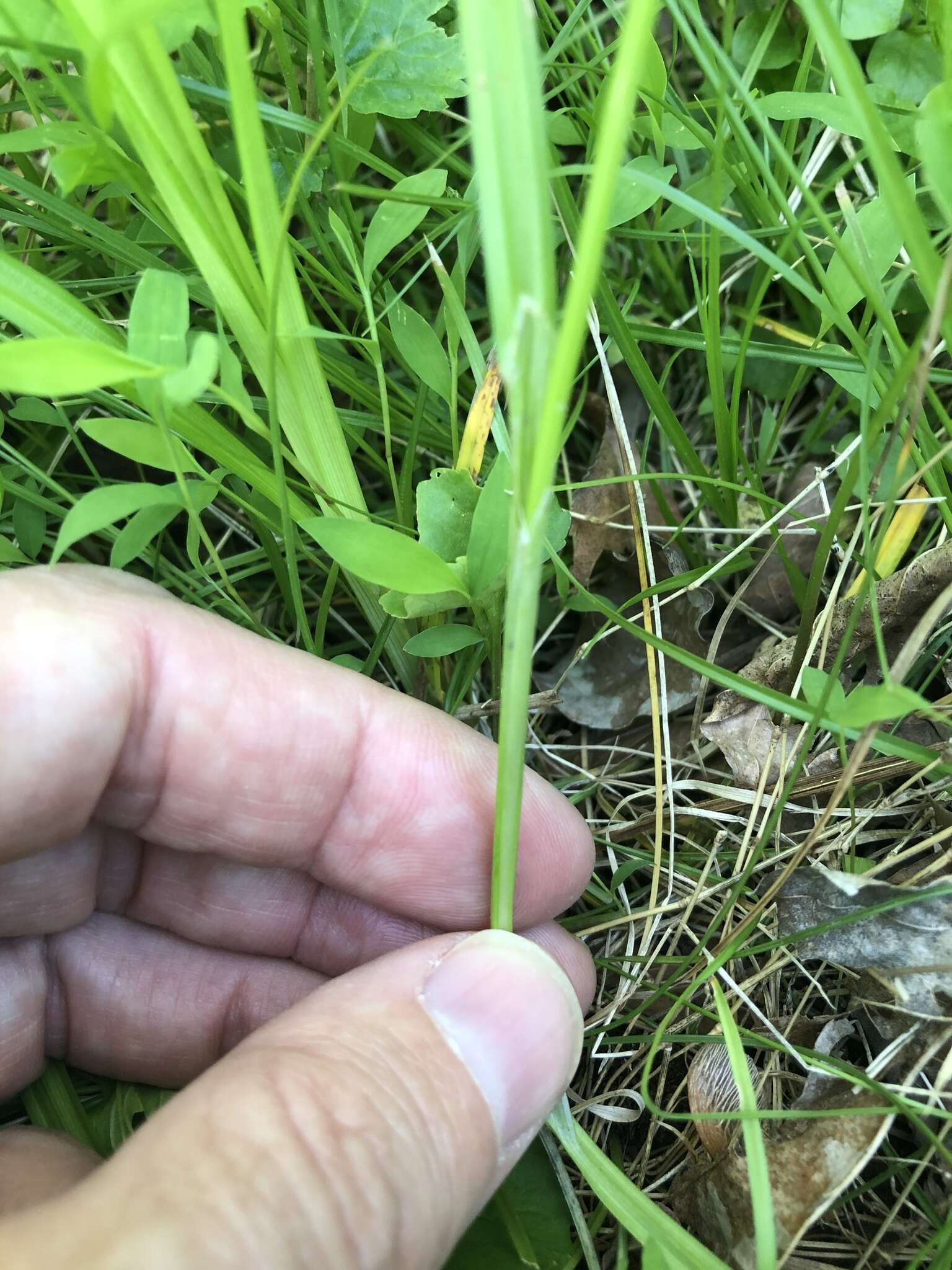 Imagem de Carex amphibola Steud.