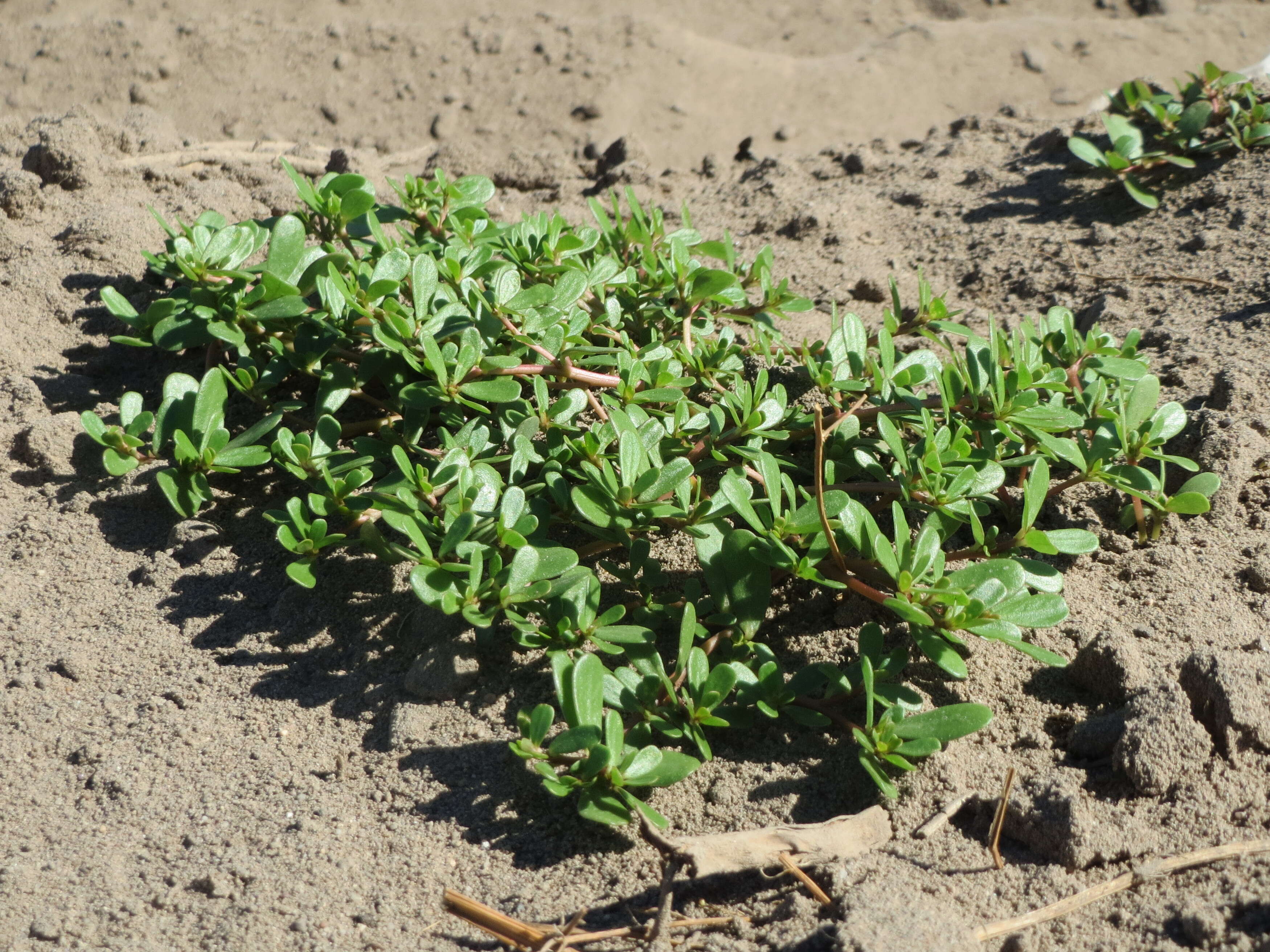 Image of common purslane