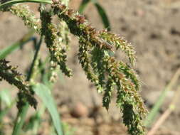 Plancia ëd Echinochloa crus-galli (L.) P. Beauv.