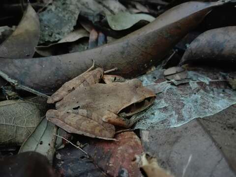 Image de Aglyptodactylus Boulenger 1918