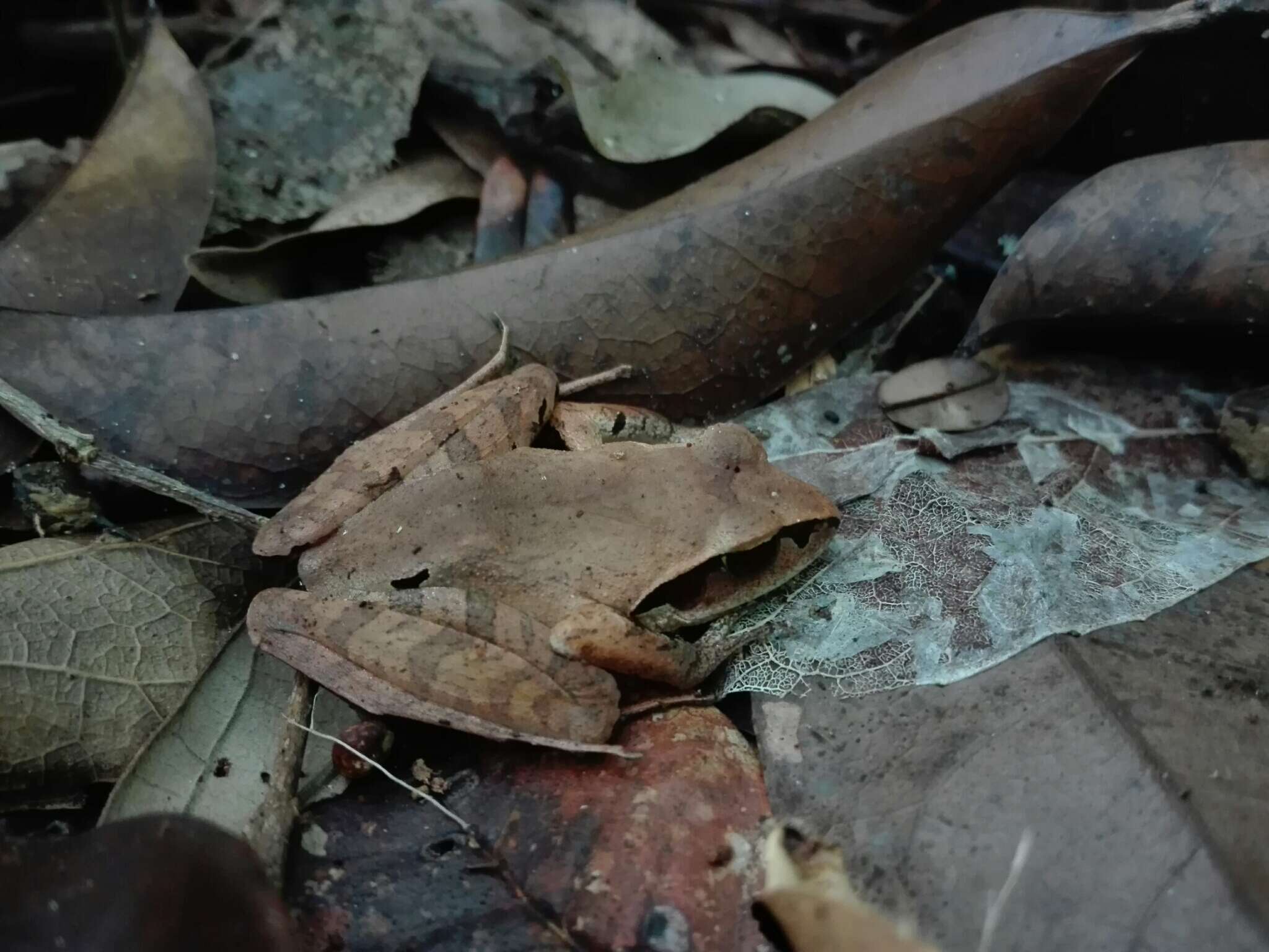 Imagem de Aglyptodactylus Boulenger 1918