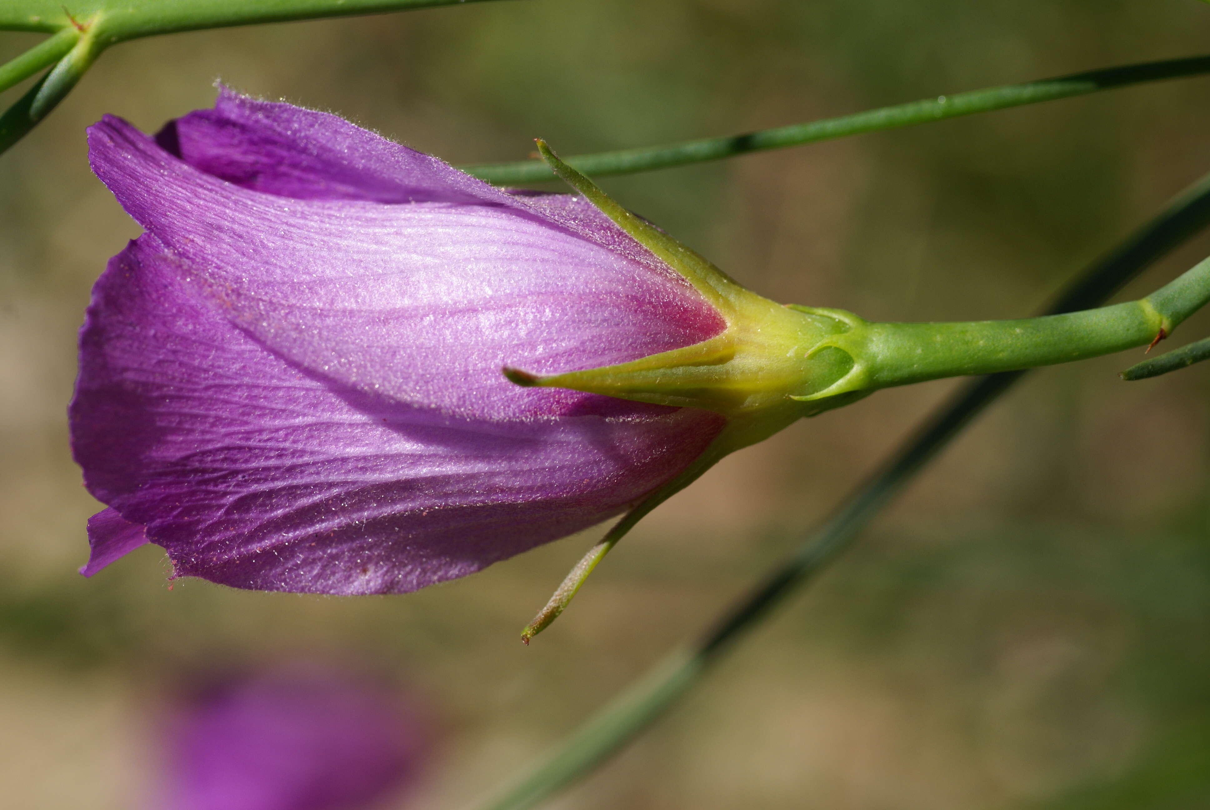 Image of Hibiscus hakeifolius Giordano