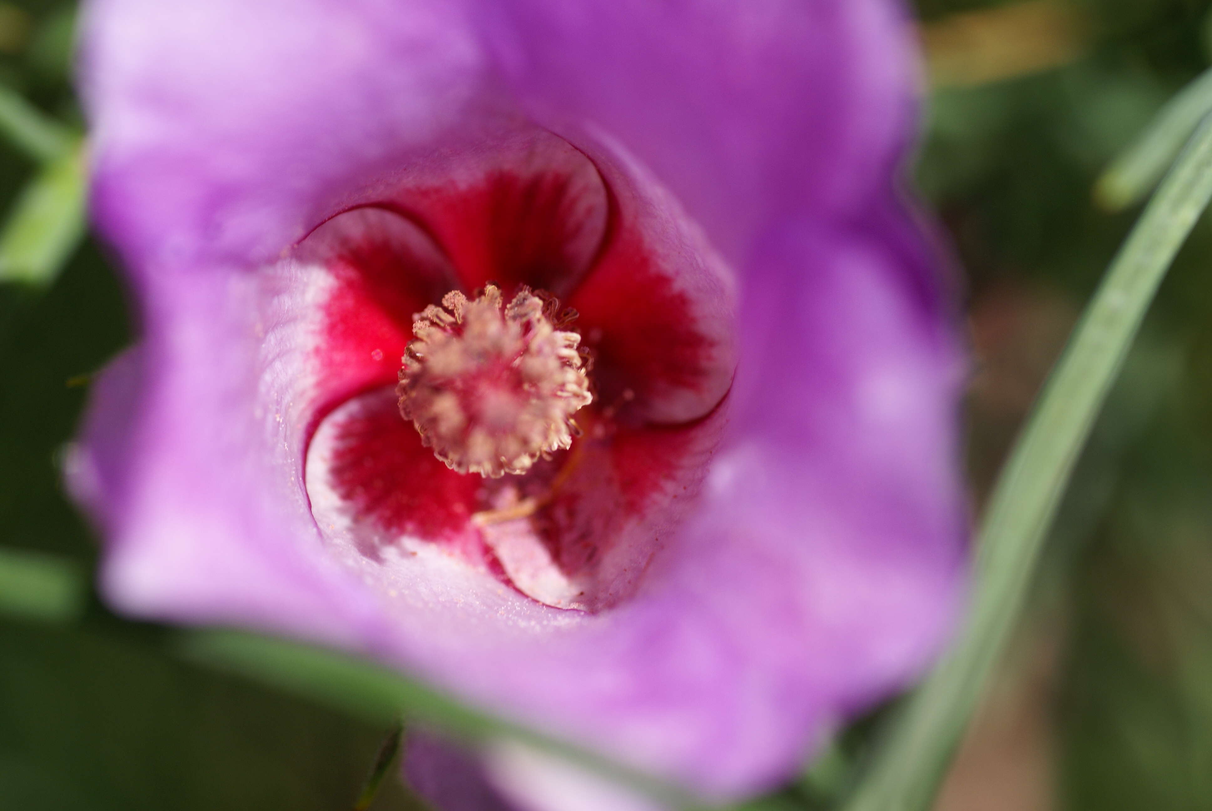 Image of Hibiscus hakeifolius Giordano