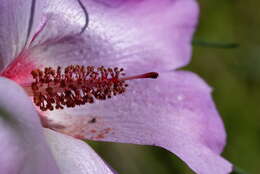 Image of Hibiscus hakeifolius Giordano