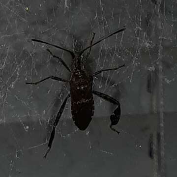 Image of Leaf-footed Pine Seed Bug