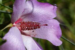 Image of Hibiscus hakeifolius Giordano