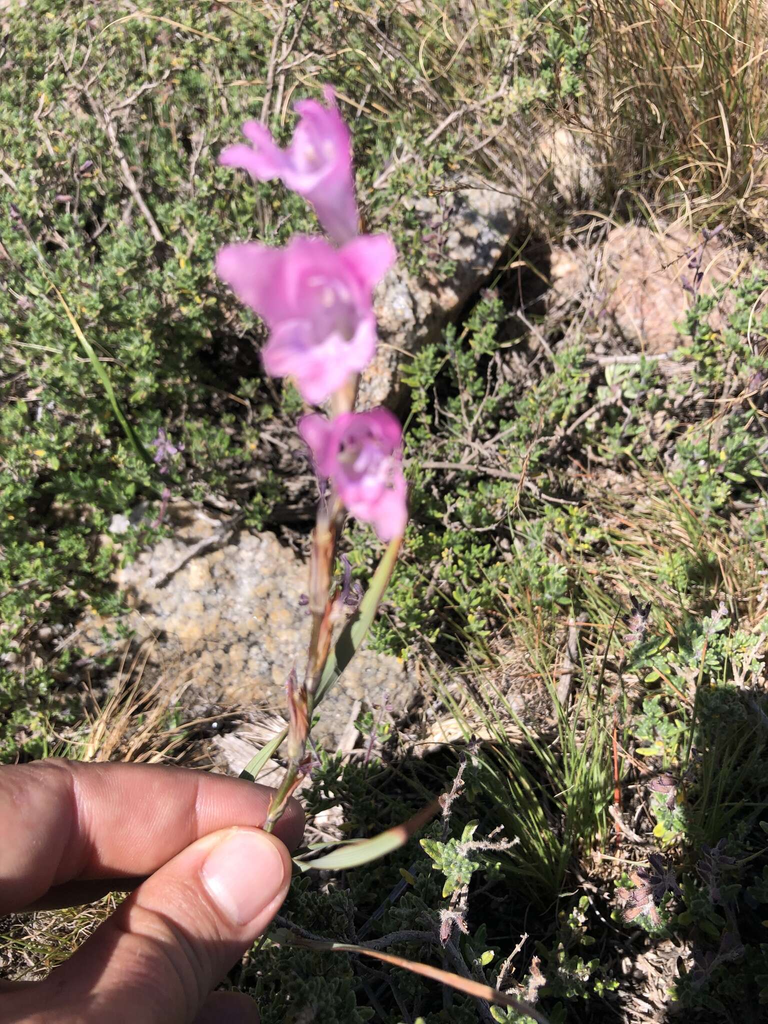 Imagem de Gladiolus varius F. Bolus