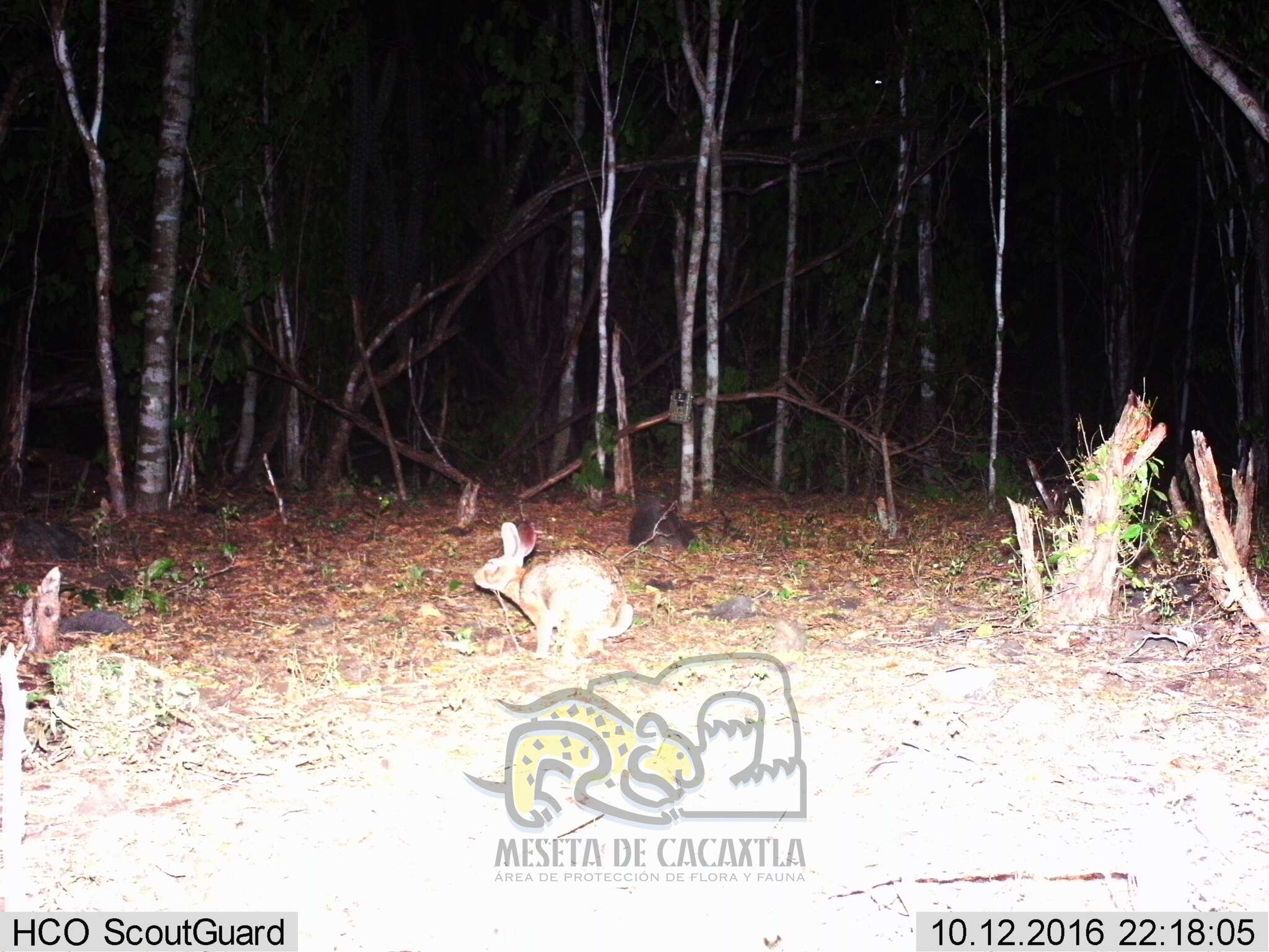 Image of Mexican Cottontail