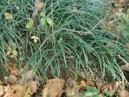 Image of creeping liriope