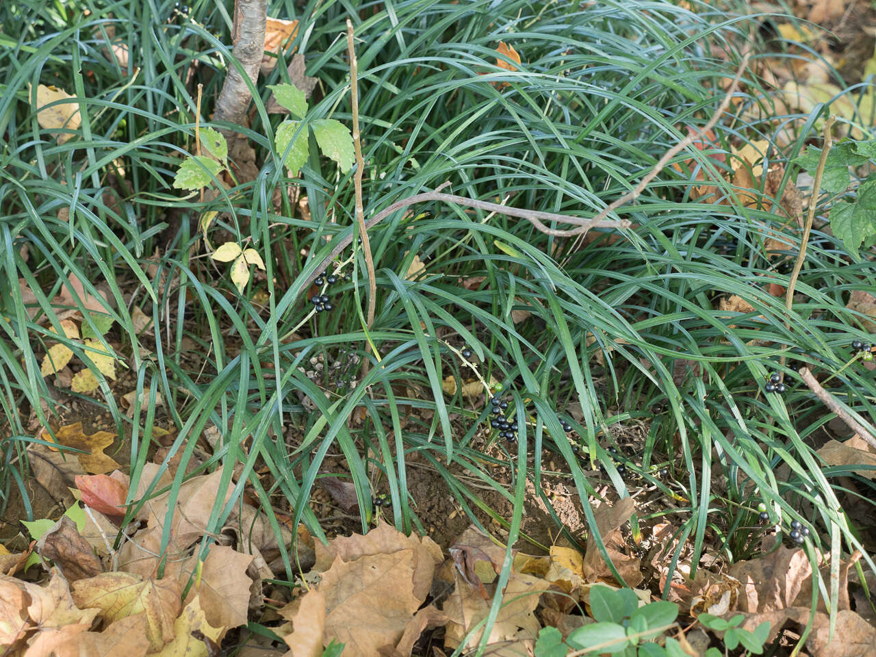 Image of creeping liriope