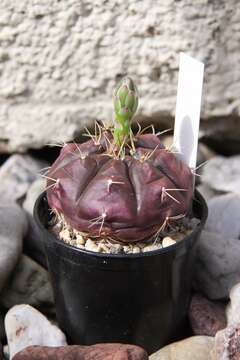 صورة Gymnocalycium anisitsii (K. Schum.) Britton & Rose