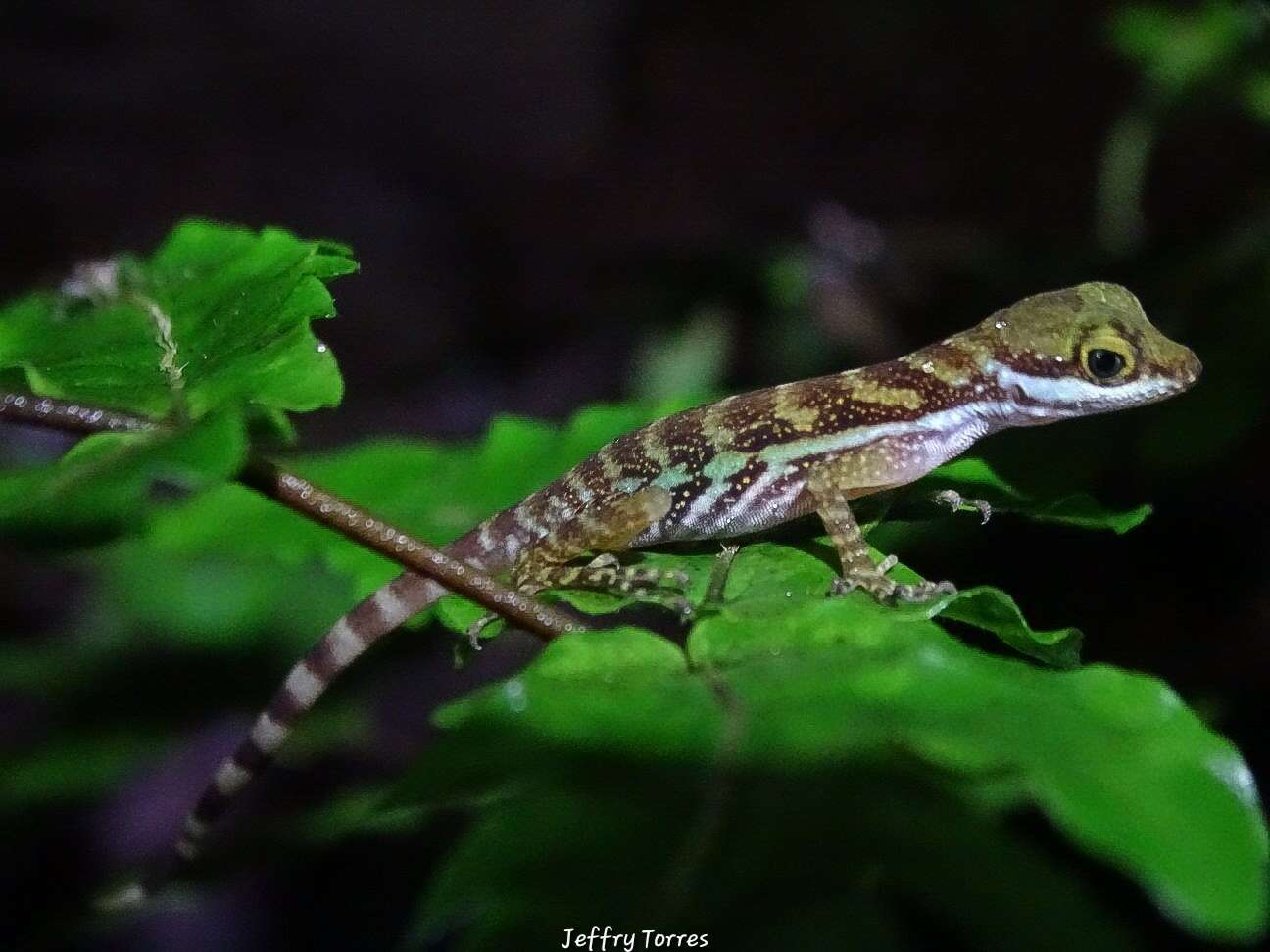 Image of Water  Anole