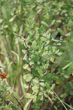 Image of plateau rocktrumpet