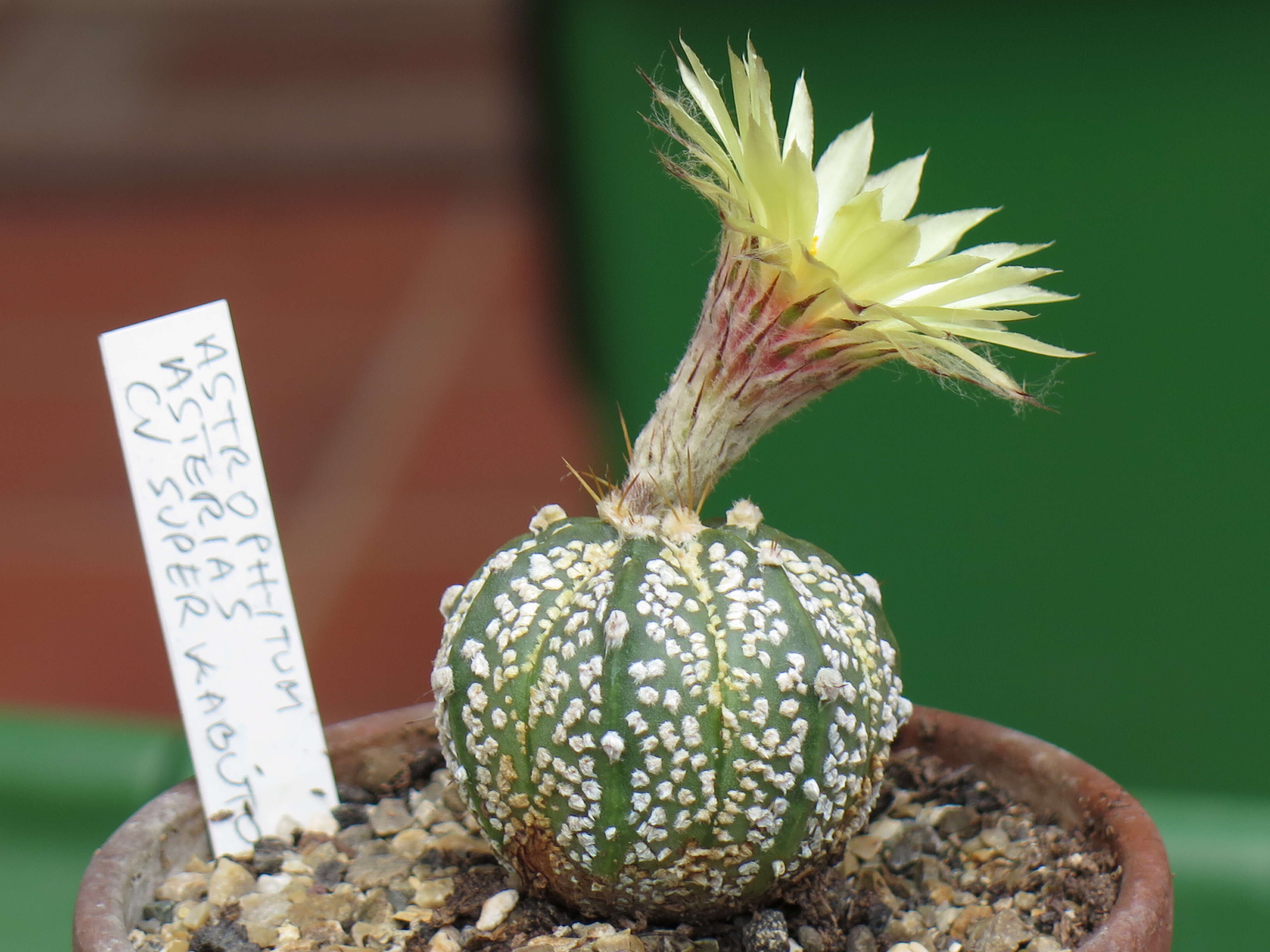 Image of Sand Dollar Cactus