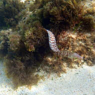 Image of Grey moray