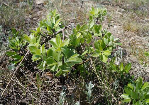 Image of Pyrus elaeagrifolia Pall.