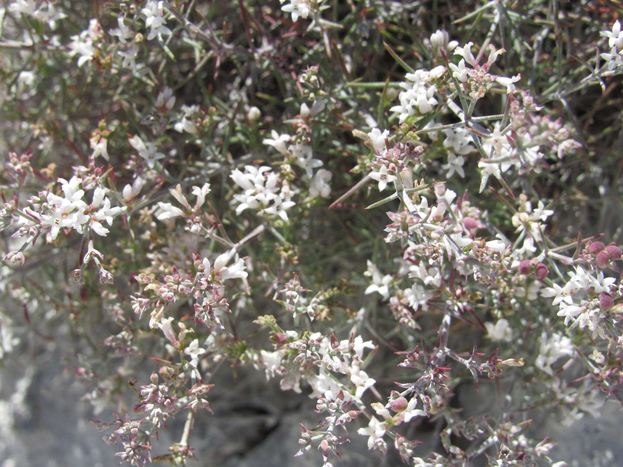Image of Asperula tephrocarpa Czern. ex Popov & Chrshan.