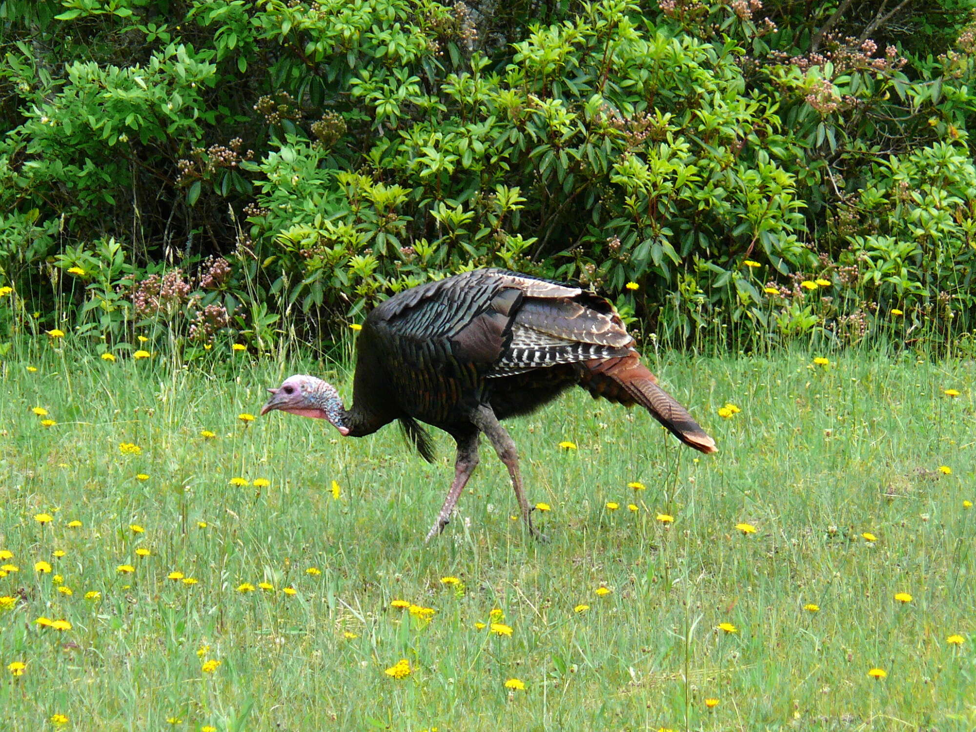 Imagem de Meleagris gallopavo Linnaeus 1758