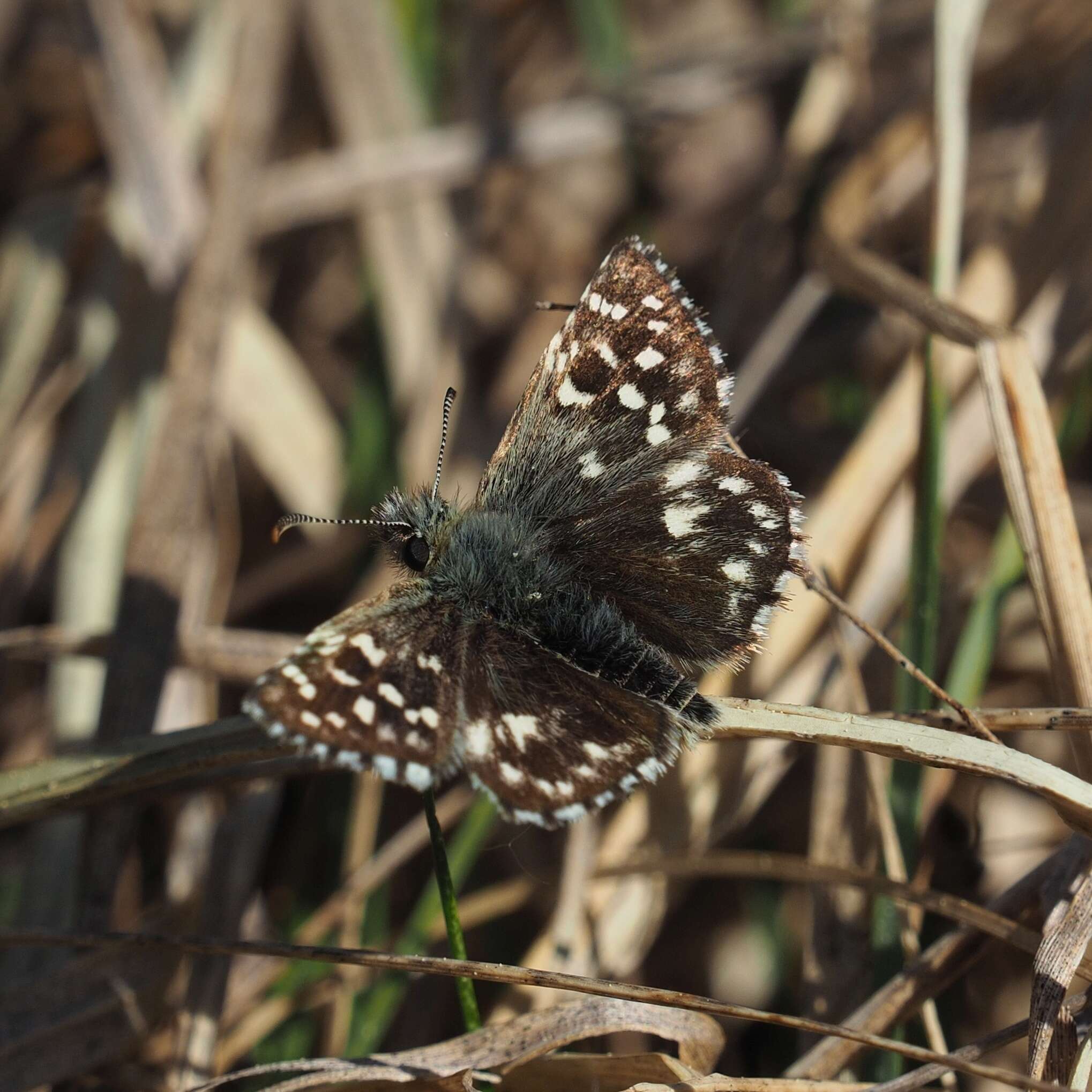 Imagem de Pyrgus malvae Linnaeus 1758